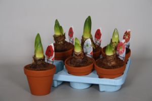 The Amaryllis as a potting plant